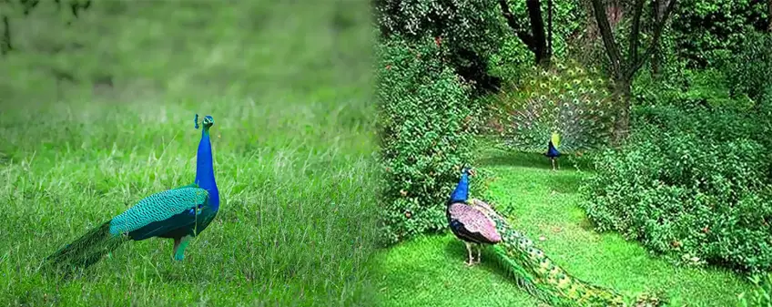 chettinadresorts
